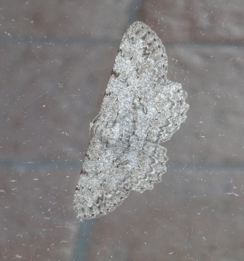 Aschgrauer Rindenspanner
