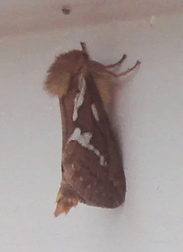 Kleiner Hopfenwurzelbohrer