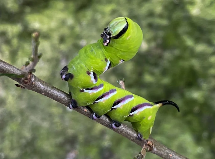 Ligusterschwärmer Raupe