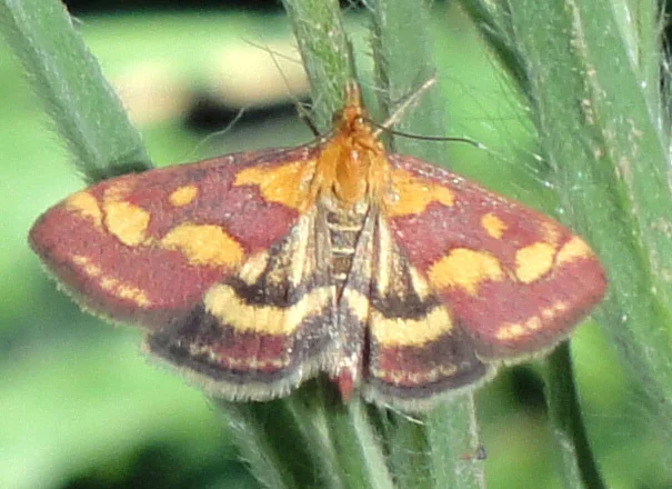 Purpurroter Zünsler