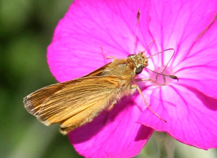Rostfarbiger Dickkopffalter