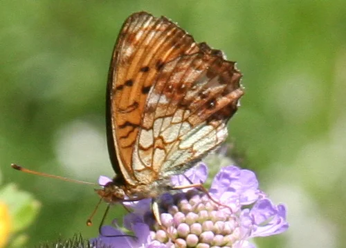 Violetter Silberfalter